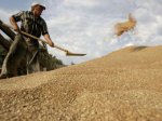 Иран начал переговоры по закупкам зерна у России в обход санкций