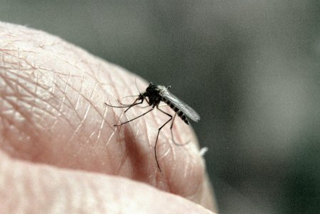 ​В Африке обнаружен новый вид малярийных комаров, на которых не действуют и ...