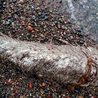 На берегу Сахалина обнаружили тело морского чудовища: доисторический монстр ...
