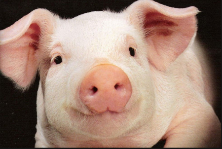 Французские свиноводы насчитали 800 миллионов евро убытков от российского э ...