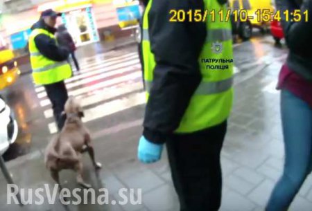 Львовские полицейские напали на питбуля и его больного хозяина (ВИДЕО)