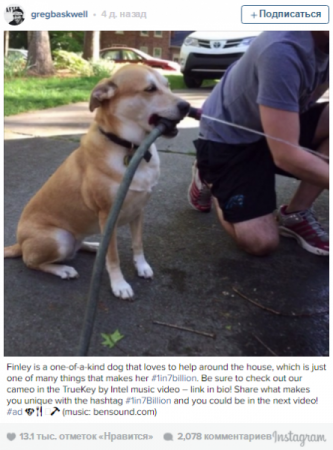 В Instagram появился «самый хозяйственный пес»