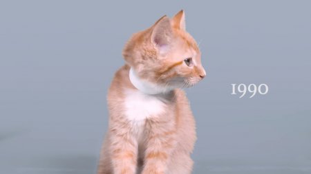 В Сети появился пародийный ролик "100 лет кошачьей моды"