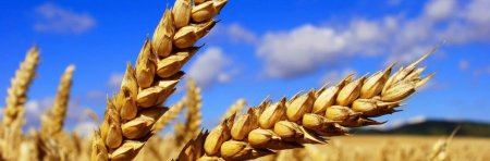 Украина исчерпала годовую квоту на экспорт пшеницы в ЕС