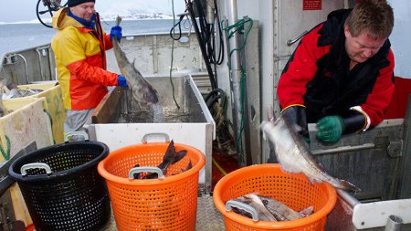 Норвежские рыбаки просят отменить антироссийские санкции