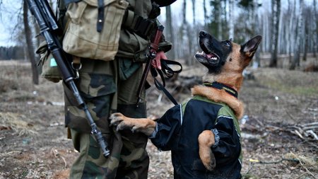 «Вместо собак»: украинская армия обучает боевых кабанов
