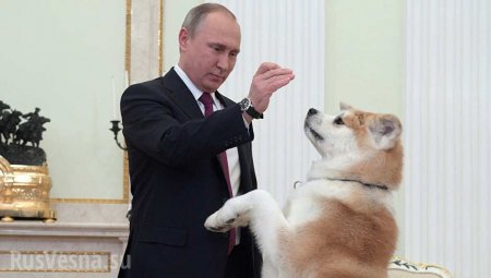 Как Путину: японцы готовы подарить Алине Загитовой щенка акита-ину (ВИДЕО)