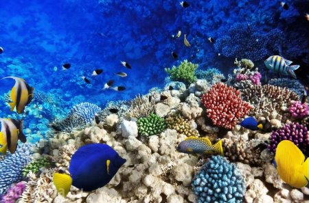 Ученые выяснили, что уже совсем небольшую часть мирового океана можно считать «дикой природой»