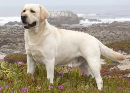 11 самых добродушных пород собак нашей планеты