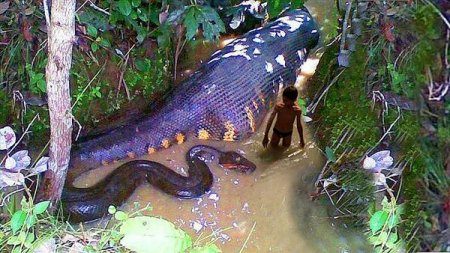 8 ужасных существ реки Амазонка