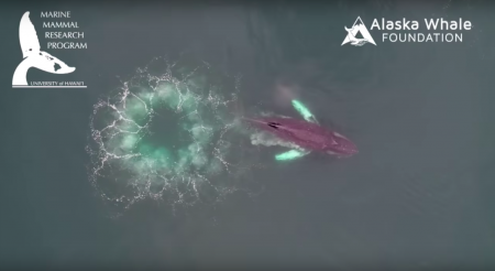 Посмотрите на подводную охоту горбатых китов. Они используют пузыри воздуха ...