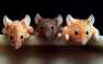 Учёные экспериментировали с калом мышей и придумали новый способ продлить жизнь (ФОТО)