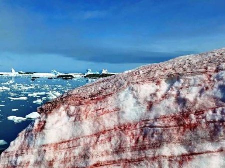 «Кровавый» снег около украинской станции в Антарктиде напугал пользователей Сети (ФОТО)