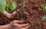 80% саженцев из «миллиарда деревьев Зеленского» погибнут — вердикт Минэкологии Украины