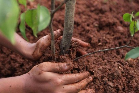 80% саженцев из «миллиарда деревьев Зеленского» погибнут — вердикт Минэкологии Украины