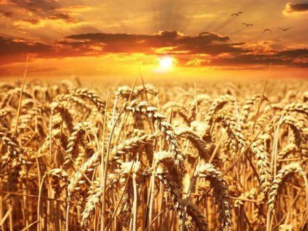 Индия запретила экспорт пшеницы