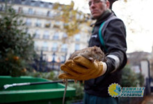 Власти Парижа обучат население комфортно жить с крысами