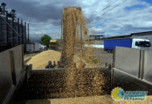 15 сентября истекает запрет на импорт зерна из Украины