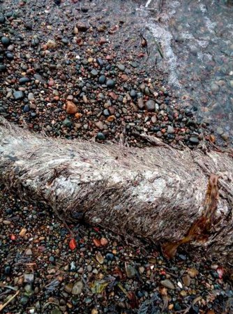 На берегу Сахалина обнаружили тело морского чудовища: доисторический монстр или мутант?