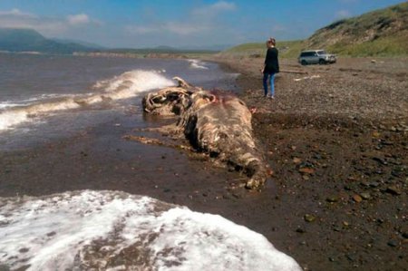 На берегу Сахалина обнаружили тело морского чудовища: доисторический монстр или мутант?
