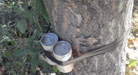 В Одессе на дереве обнаружили самодельное взрывное устройство