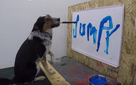 Пушистый Джеймс Бонд: герой интернета пёс Джампи научился писать