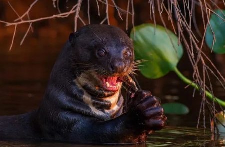 8 ужасных существ реки Амазонка
