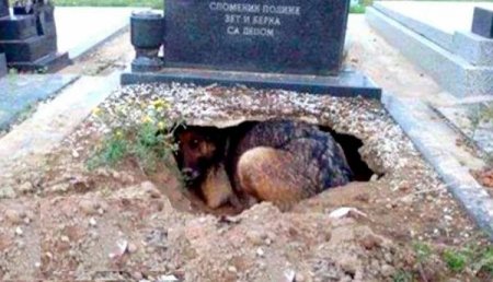 Собака, которая жила на кладбище, чтобы быть ближе к хозяину